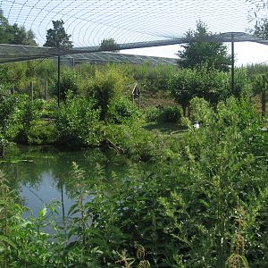 Oriental white stork aviary