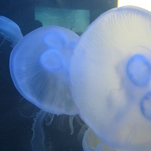 BPZ - Discovery Center