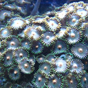 BPZ - Discovery Center