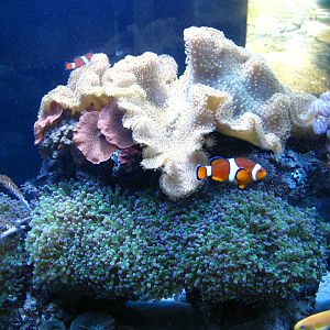 BPZ - Discovery Center