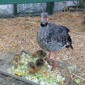 crested screamer zoo leon