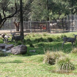 white tail deer zoo leon