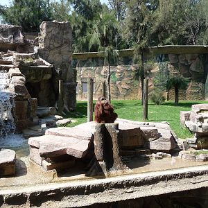 orangutan exhibit zoo leon