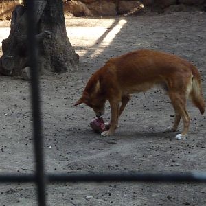 dingo zoo leon