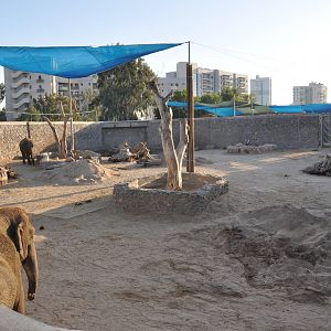 Asiatic elephants enclosure