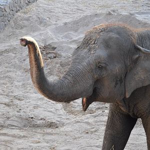 Asiatic elephant/ Elephas maximus