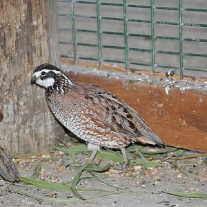 Bobwhite/ Colinus virginianus