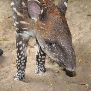 South American tapir/ Tapirus terrestris