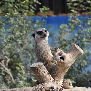 Slender-tailed meerkat/ Suricata suricatta