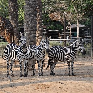 Grant`s zebra/ Equus burchellii boehmi