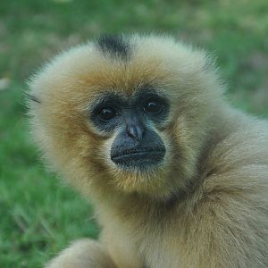 Buff-cheeked gibbon/ Nomascus gabriellae - female