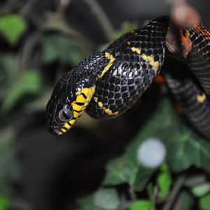 Mangrove snake/ Boiga dendrophila