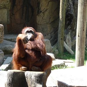 orangutan zoo leon