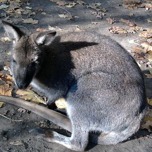 Red-necked wallaby