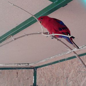 Red lory