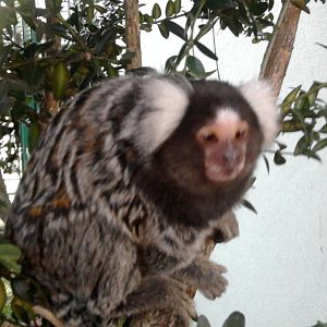 Common marmoset