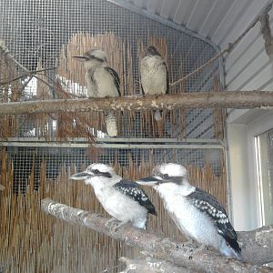 Kookaburras