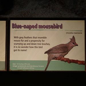 Blue Naped Mousebird Sign