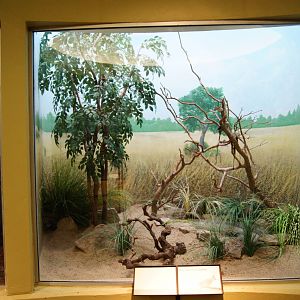 Blue Naped Mousebird Exhibit