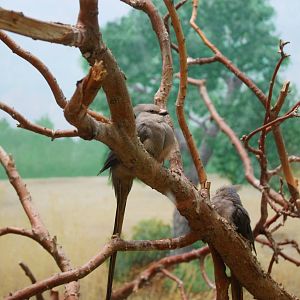 Blue Naped Mousebirds