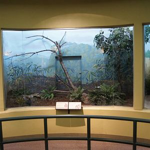 Crested Partridge Exhibit