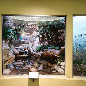 Micronesian King Fisher