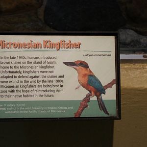 Micronesian King Fisher Sign