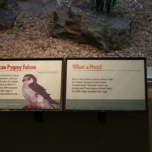African Pygmy Falcon Sign