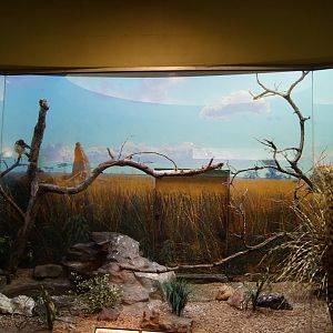 African Pygmy Falcon Exhibit