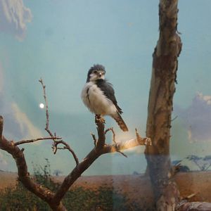 African Pygmy Falcon