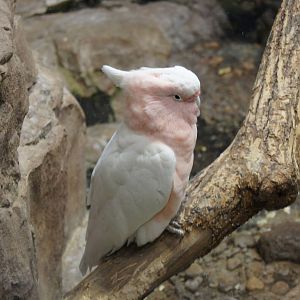 Major Mitchell's Cockatoo