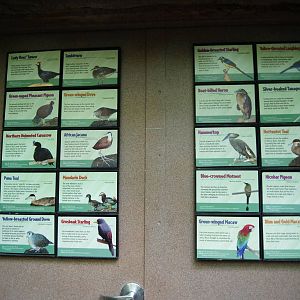 Rain Forest Bird Sign List