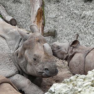 Indian rhinoceros / Rhinoceros unicornis