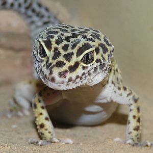 Leopard gecko/ Eublepharis macularius