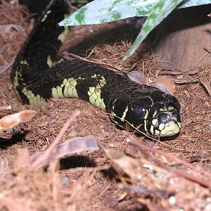 Tiger ratsnake/ Spilotes pullatus