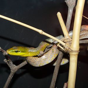 Red-tailed ratsnake/ Gonyosoma oxycephala