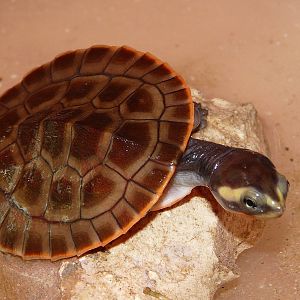 Red-bellied short-necked turtle/ Emydura subglobosa