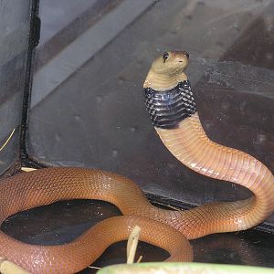 Naja pallida / Red spitting cobra