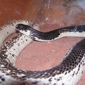 Monacled cobra/ Naja naja siamensis