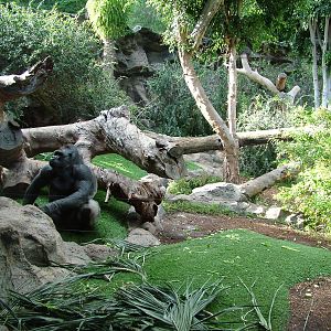 Gorilla Exhibit at Loro Parque, 08/11/10
