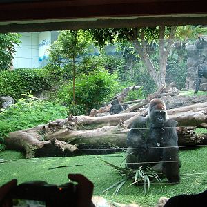 Gorilla Viewing at Loro Parque, 08/11/10