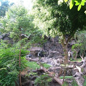 Gorilla Exhibit at Loro Parque, 08/11/10