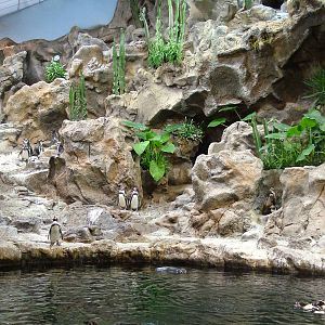 Humboldt Penguin Exhibit at Loro Parque, 08/11/10