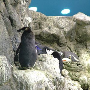 Chinstrap Penguins at Loro Parque, 08/11/10