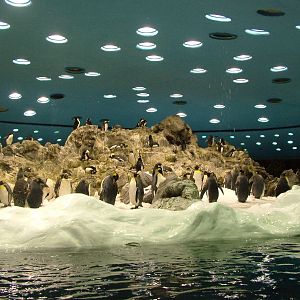 Antarctic Penguin Exhibit at Loro Parque, 08/11/10