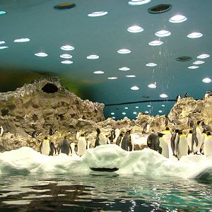 Antarctic Penguin Exhibit at Loro Parque, 08/11/10