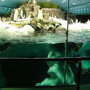 Antarctic Penguin Exhibit at Loro Parque, 08/11/10