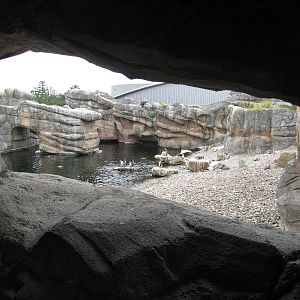 Penguin Cove  july 2010