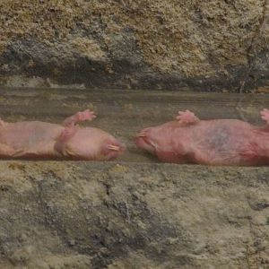 Naked Mole Rats july 2010