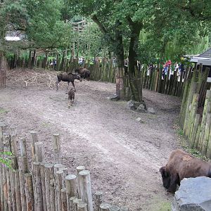 Buffalo and Moose exhibit july 2010